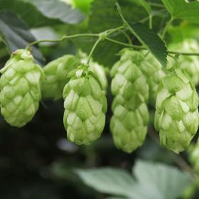 pictures of hops plant